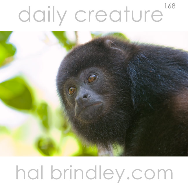Juvenile Yucatan Black Howler Monkey (Alouatta pigra) Community Baboon Sanctuary, Bermudian Landing, Belize.