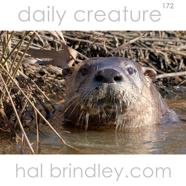 North American River Otter (Lontra canadensis) Alligator River National Wildlife Refuge, North Carolina, USA.
