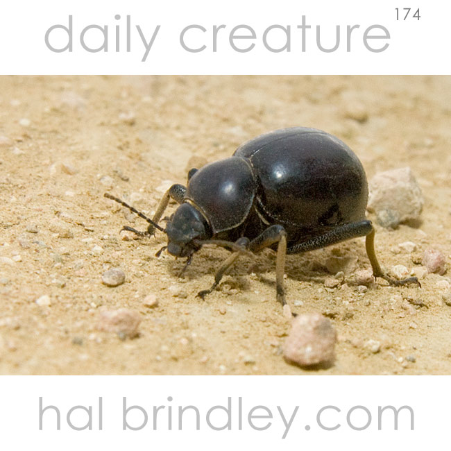 Flightless Dung Beetle (Circellium bacchus) Addo Elephant Park, South Africa