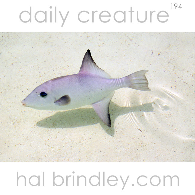 Ocean Triggerfish (Canthidermis sufflamen) Isla Contoy, Quintana Roo, Mexico