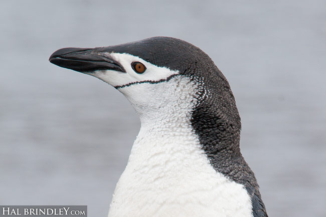 Chinstrap Penguin on Deception Island, Antarctica