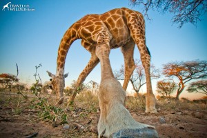 Giraffe reaching down to the ground for a seed pod in central Botswana.