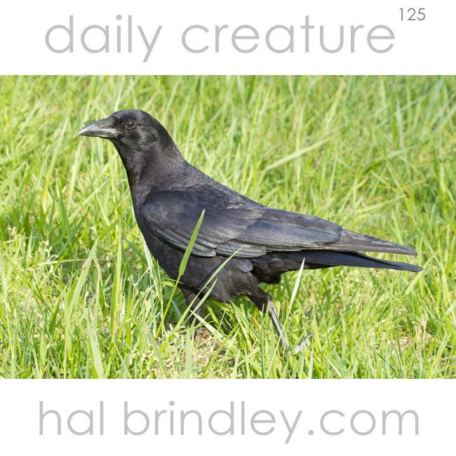 American Crow (Corvus brachyrhynchos) photographed in Cades Cove, Great Smoky Mountains National Park, Tennessee, USA.