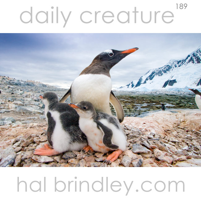 Gentoo Penguin (Pygoscelis papua) mother with chicks on nest. Pleneau Island, Antarctic Peninsula, Antarctica