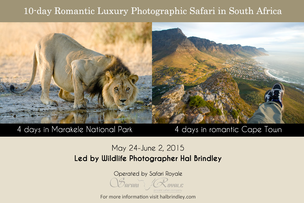 Romantic Luxury Photographic Safari in South Africa Led by Hal Brindley