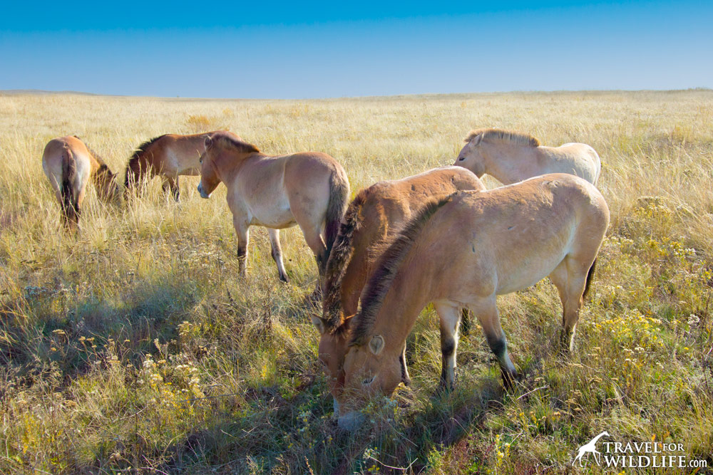 The first six Przewalski's Horses released in Russia